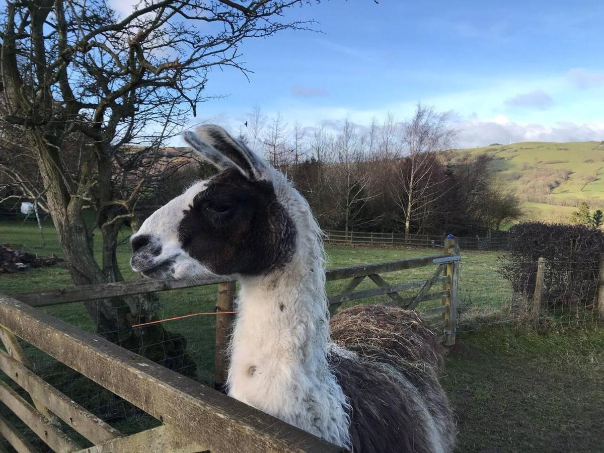 Cosy Cottage For Ecotourism Lovers Near Corwen Esterno foto